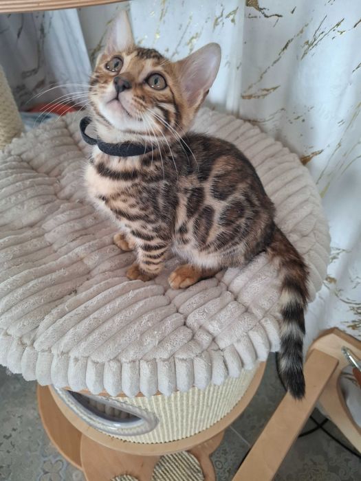 Kot Bengalski rodowód FPL