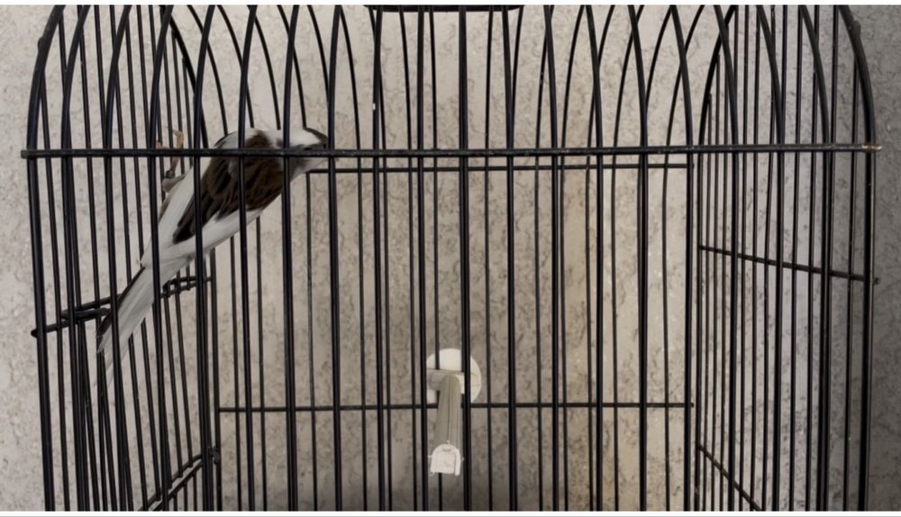 Canarios larguet 2025