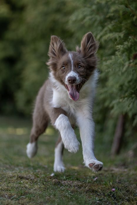 Border collie chłopiec /Badania genetyczne/DNA/RTG/DO ODBIORU