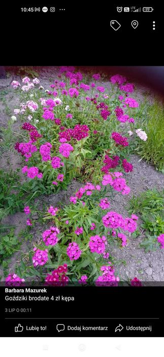 Sprzedam sadzonki kwiatów ogrodowych babcine niekłopotliwe tanio