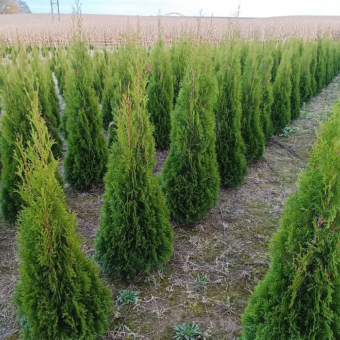 Tuja szmaragd wysokość od 80-100 cm