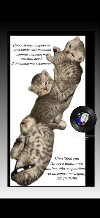 Шотландські коти