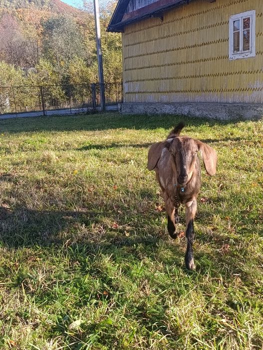 Козочка англо нубийская