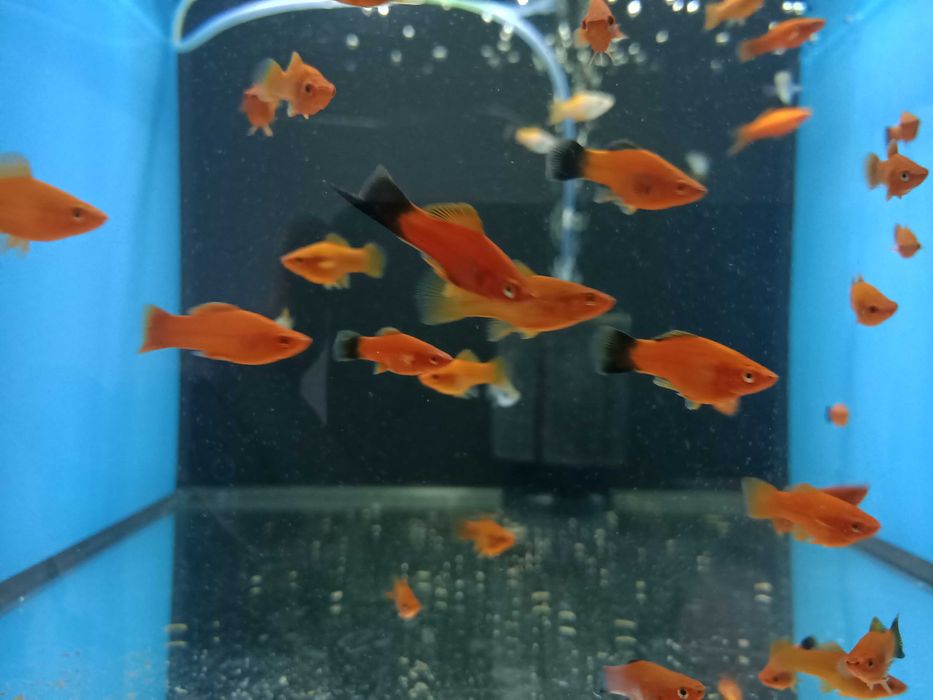 Mieczyk Czerwony - Sklep SKALAR