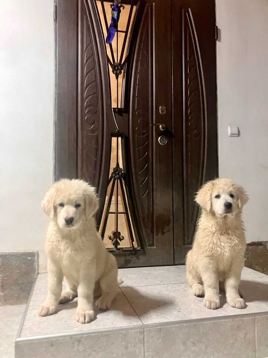 Чудові цуценята, породи Угорський кувас !!!