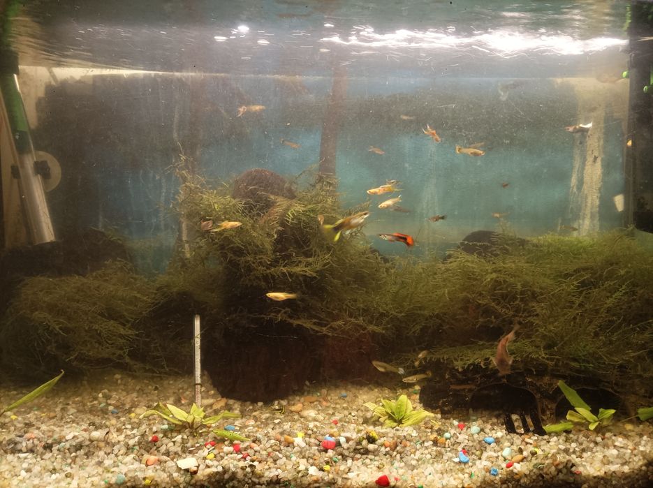 plantas e  musgo de java para aquario