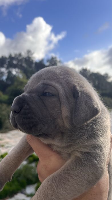 Cane Corso  – Forte, Lindo  Ideal para Família e Guarda