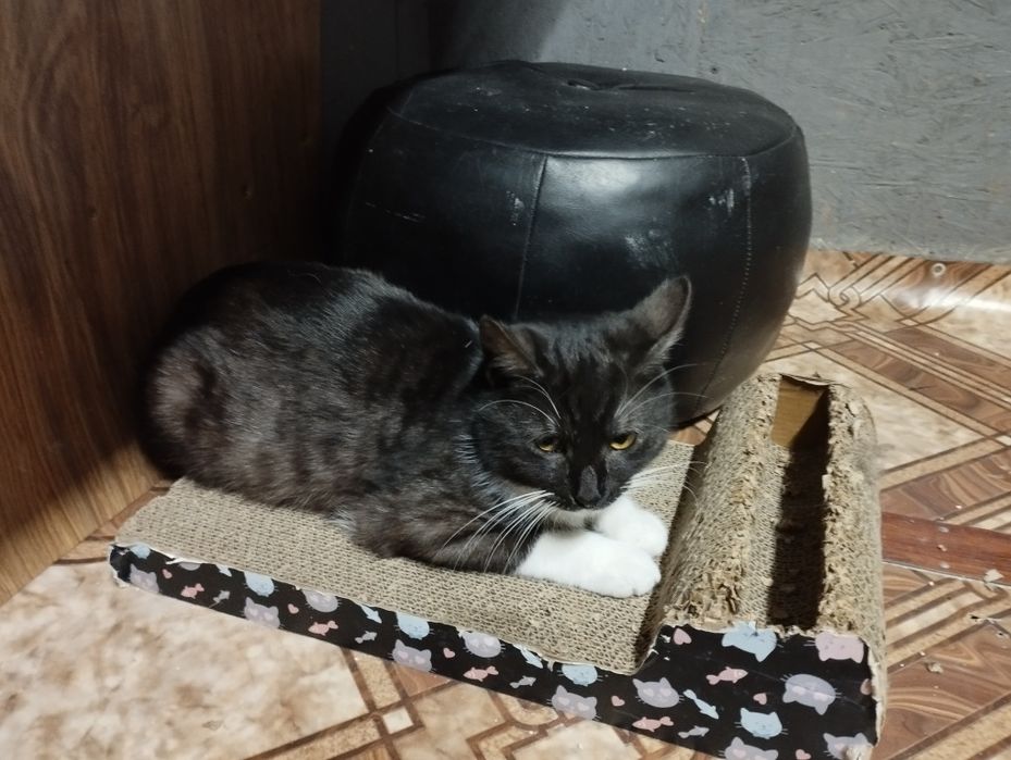 Młody kocurek Kardamon czeka na dom w schronisku