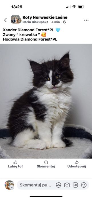 Kocur Norweski Lesny