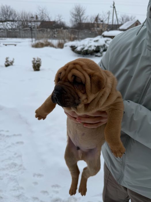 ПРОДАМ! Хлопчики породи Шарпей