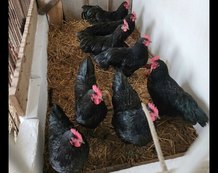 Koguty Australorp Czarny
