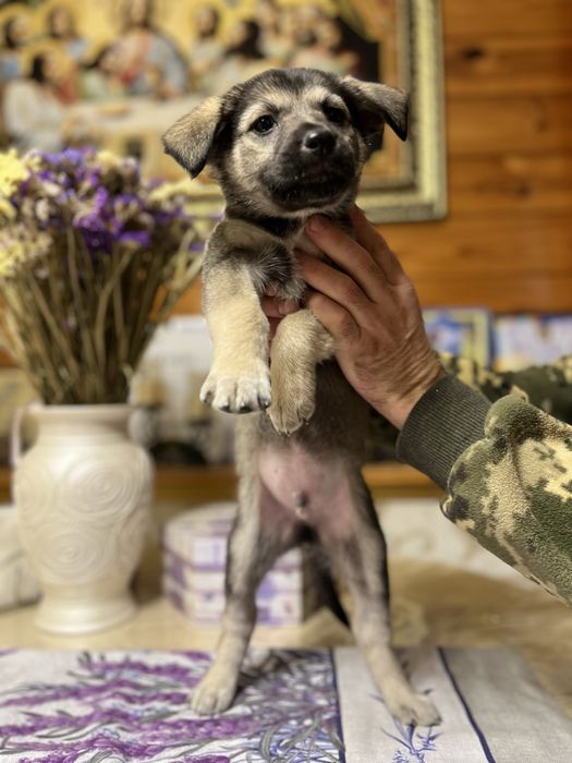 Сірко шукає найкращу родину в світі!