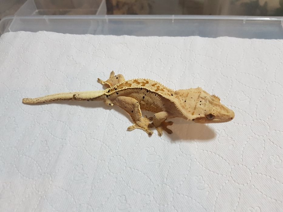 Gekony orzęsione samczyki