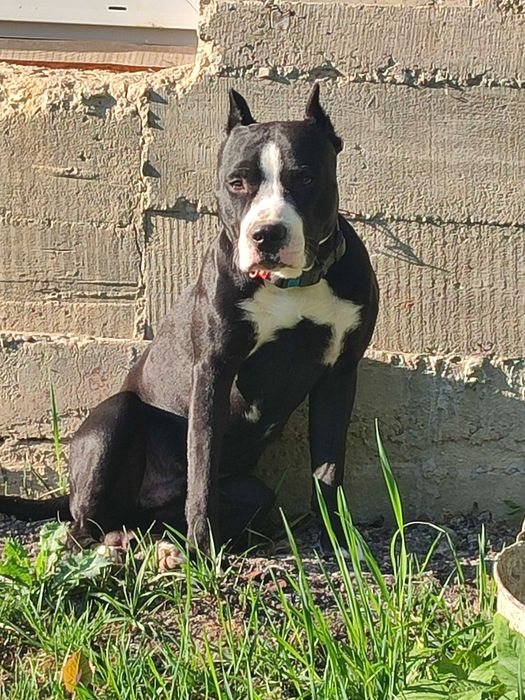 Хлопчик Амстафф шукає дівчинку такої ж пароди для в'язки