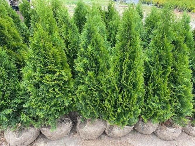 Tuje thuje Szmaragd brabant transport nasadzenia