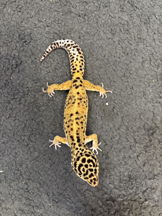 Gekon lamparci samiec