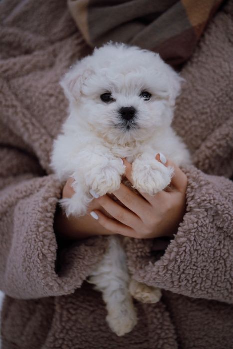 Бішон Фрізе цуценята,щенки Бишон фризе.Доставка по регіону.