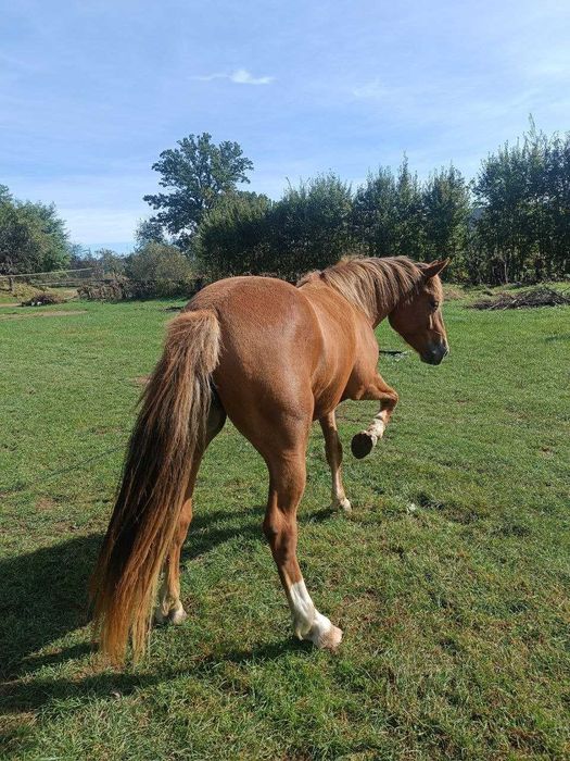 Молода кобила, 2роки 3 місяці