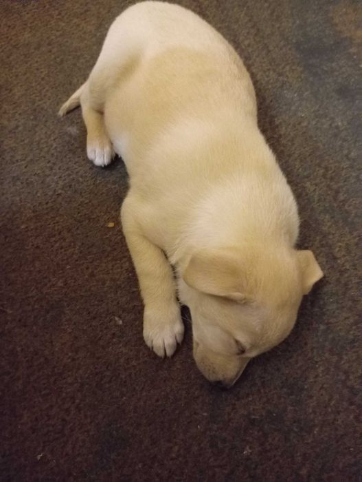 Отдам щенка в добрые руки девочку