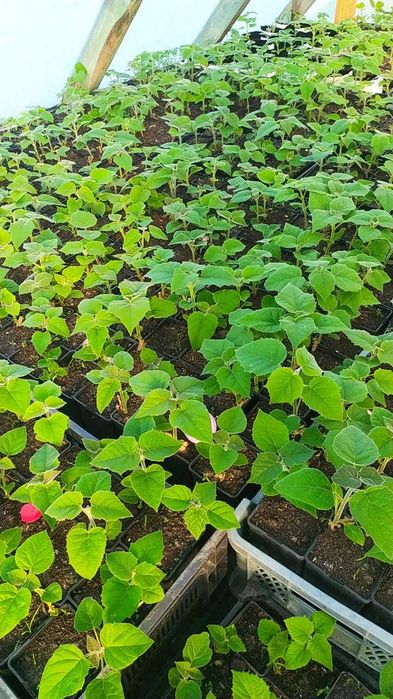 Paulownia shan tong, drzewo tlenowe, szybko rosnące, paszport