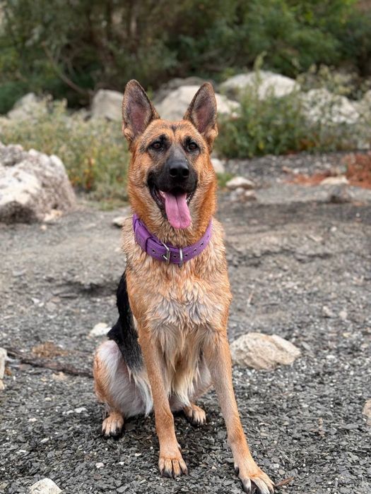 Бронювання цуценят німецької вівчарки.