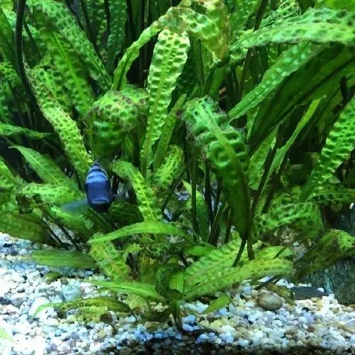 Аквариумные растения