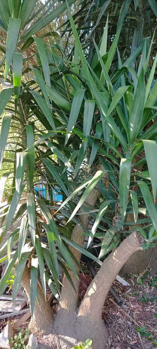Vendo Yucca - pata de elefante