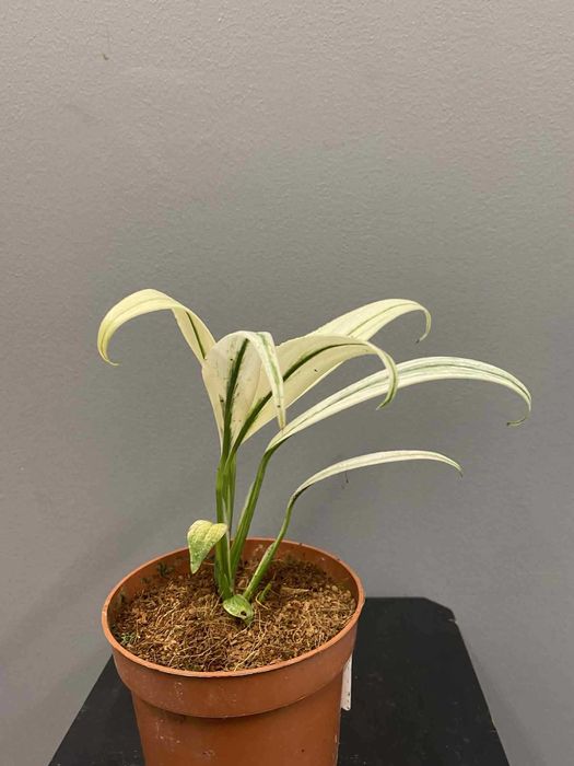 Epipremnum Amplissimum Variegata