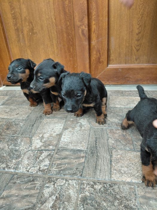 Продаються щенята Ягдтер'єр 
Зроблені прививки та
купірува