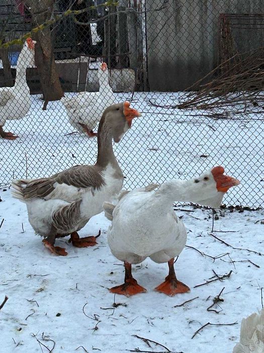 Гусята "Холмогори"