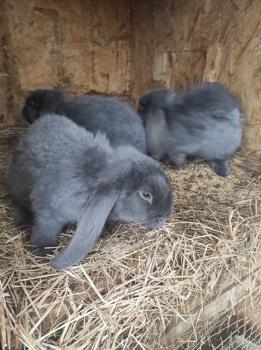 Продам самки французького барана.