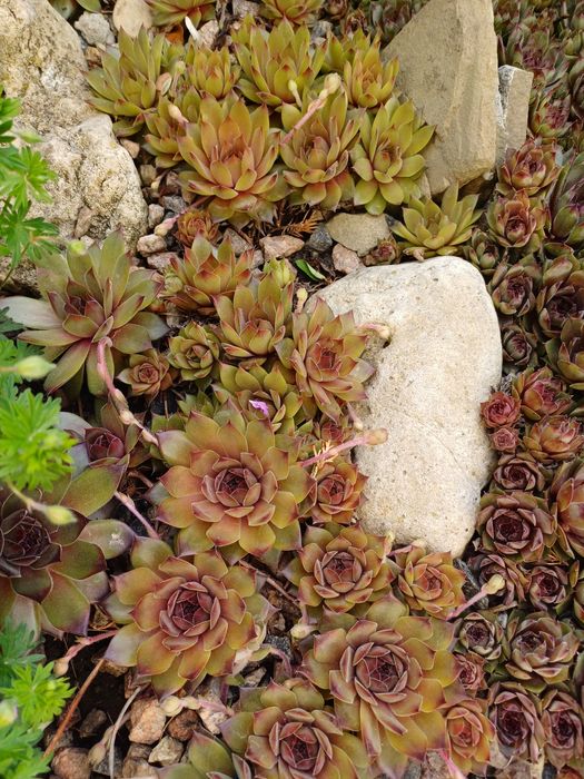 Молодило.Кам'яна троянда