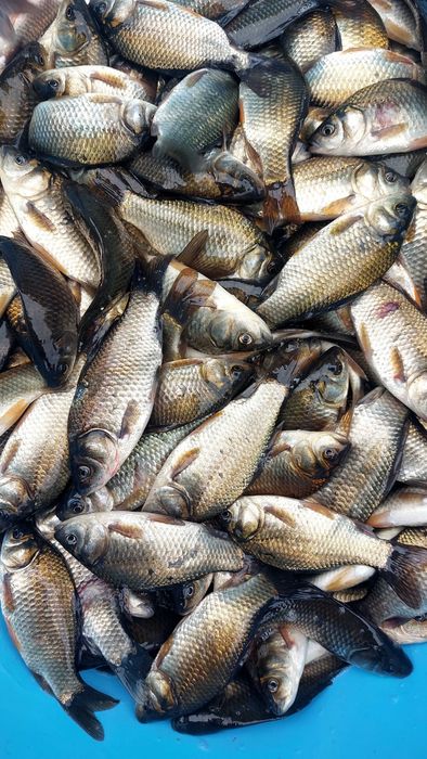 Karasie czerwone Karasie zwykłe żywiec