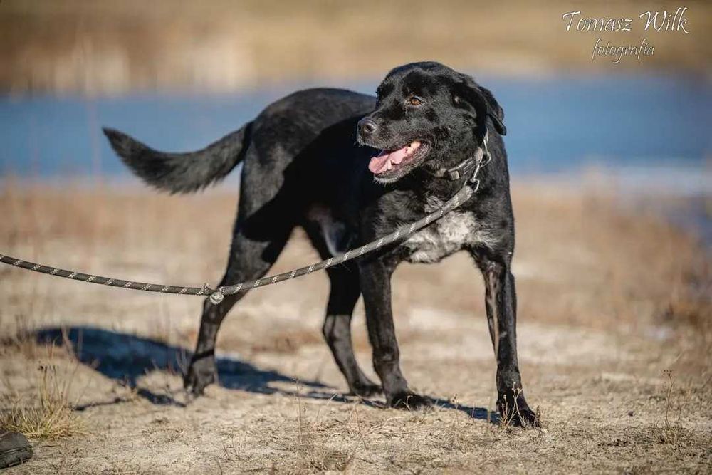 Śliczny Orlando bardzo prosi o domek