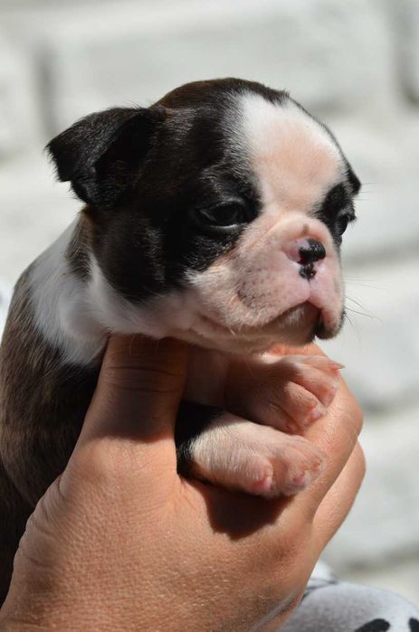 Бостон тер'єр, Бостон терьер цуценята