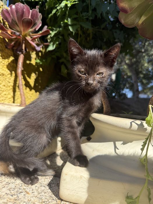 Gatinhos para adoçao