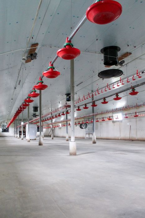 Ocieplenie Termoizolacja Kurnika Obory Chlewni Płyta Styrodur XPS AGRO