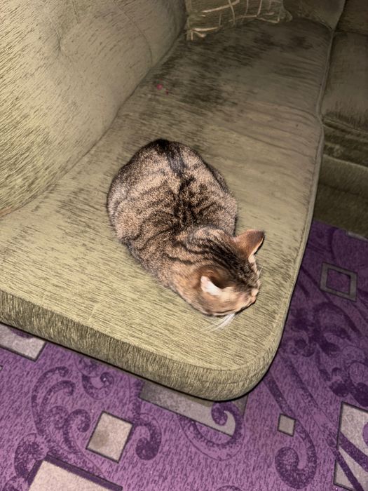 Отдам кошку даром