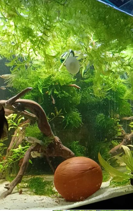 Mech Java Moss akwarium