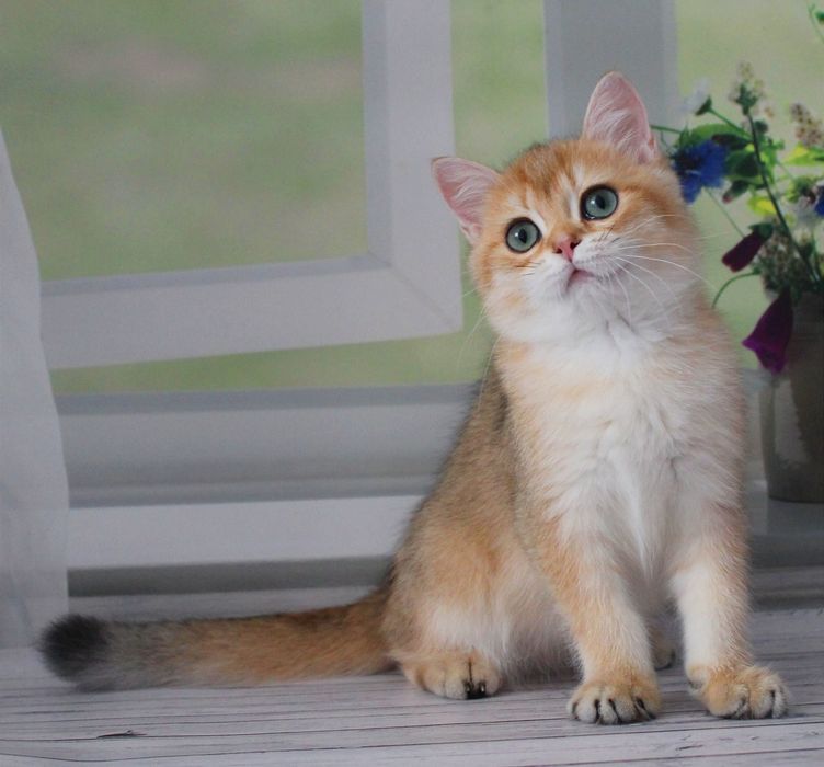 Хлопчик британчик чекає маму