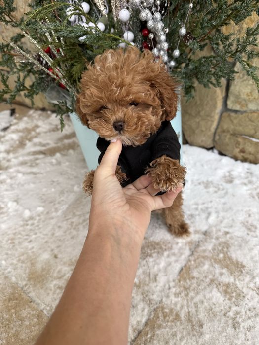 Шикарні міні мальтипу карамель vip якості