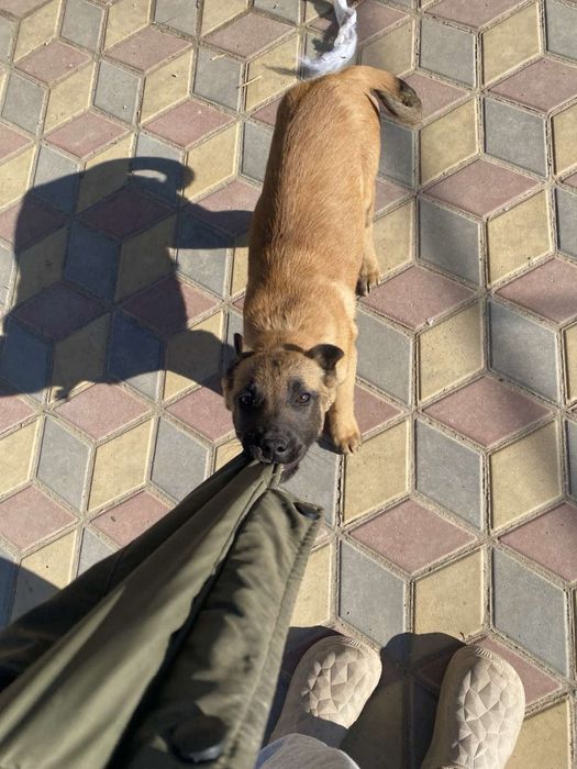 Продам щенка бельгийськой овчарки