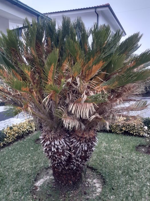 Sica de jardim com 175 de altura 4 cabeças