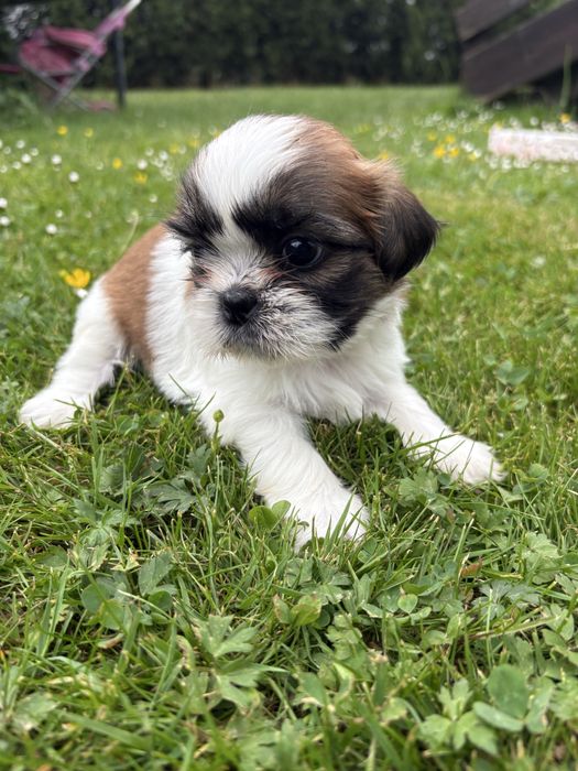 Shih tzu suczka do rezerwacji