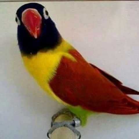 Vendo ficher e personatas