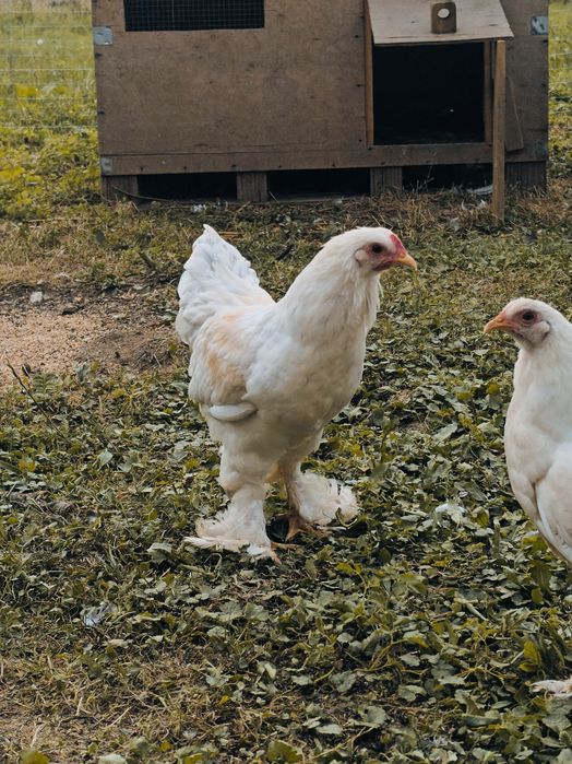 Brahma miniaturowa kuropatwiana biała młode koguty