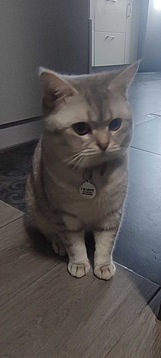 Продам британського котика