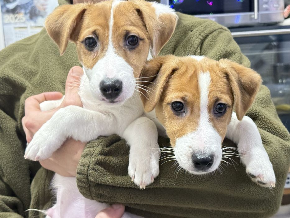 Цуценята Джек- Рассел, Пес Патрон