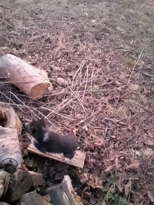 Продаю цуценят лайки