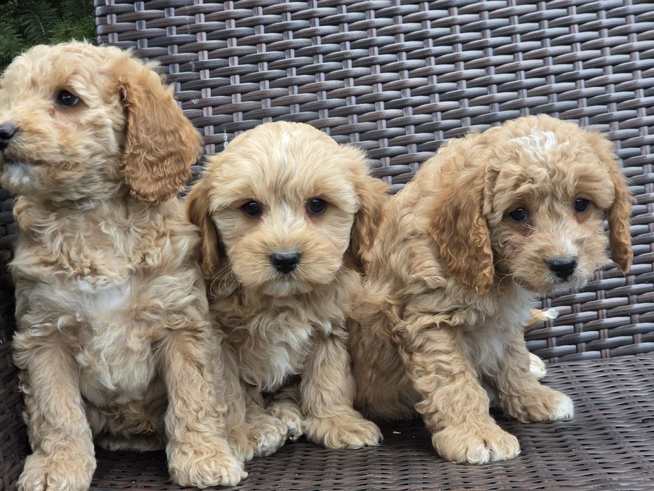 Cavapoo  szczenię  z metrykę